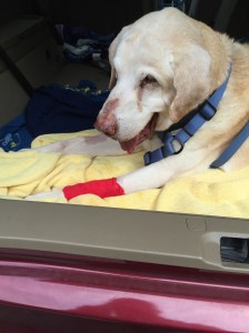 This is how a lot of our last 4 days together were spent.